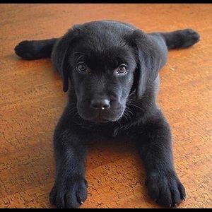 Meet your Posher, Zhiying